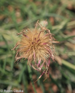 Jurinea cyanoides – sinokvět chrpovitý