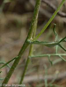 Jurinea longifolia