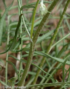Jurinea longifolia