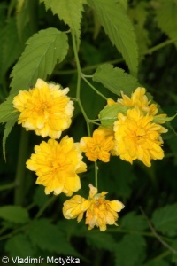 Kerria japonica – zákula japonská