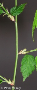 Kerria japonica – zákula japonská