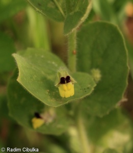 Kickxia spuria subsp. spuria – úporek pochybný zvrhlý