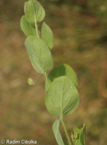 Kickxia spuria subsp. spuria – úporek pochybný zvrhlý