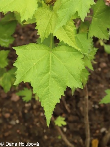 Kitaibela vitifolia – proskurnice révolistá