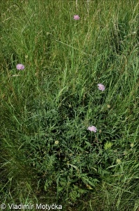 Knautia arvensis &ndash; chrastavec rolní