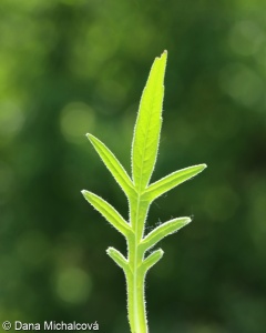Knautia arvensis subsp. arvensis – chrastavec rolní pravý