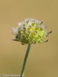 Knautia arvensis subsp. pannonica – chrastavec rolní panonský