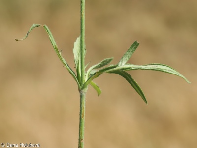 Knautia arvensis subsp. pannonica