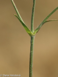 Knautia arvensis aggr.