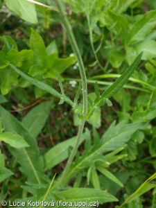 Knautia arvensis – chrastavec rolní