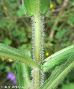 Knautia dipsacifolia – chrastavec lesní