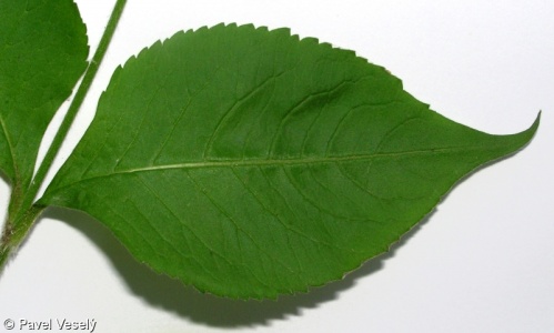Knautia drymeia subsp. drymeia – chrastavec křovištní pravý