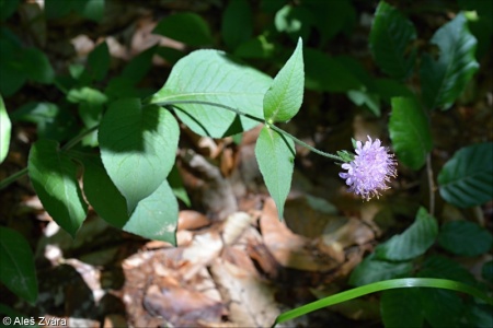 Knautia drymeia subsp. drymeia