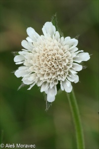 Knautia arvensis agg. &ndash; okruh chrastavce rolního