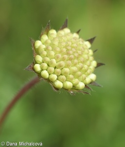 Knautia ×posoniensis – chrastavec bratislavský