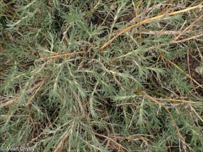 Bassia scoparia &ndash; bytel metlatý