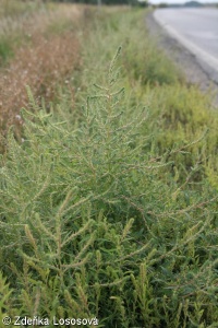 Bassia scoparia subsp. densiflora – bytel metlatý hustokvětý