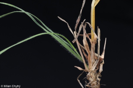 Koeleria macrantha &ndash; smělek štíhlý