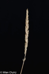 Koeleria macrantha &ndash; smělek štíhlý