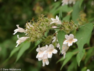 Kolkwitzia amabilis – kolkwitzie krásná