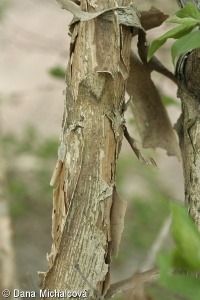 Kolkwitzia amabilis – kolkwitzie krásná