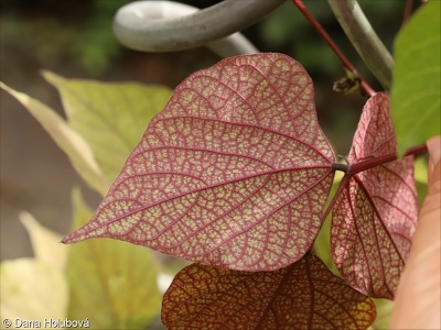 Lablab purpureus