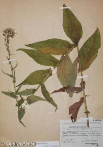 Lactuca quercina – locika dubová