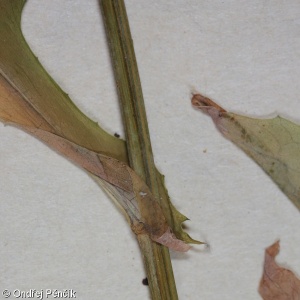 Lactuca quercina – locika dubová