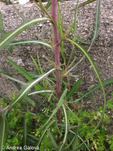 Lactuca saligna – locika vrbová