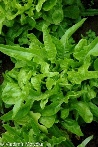 Lactuca sativa &ndash; locika setá (salát)