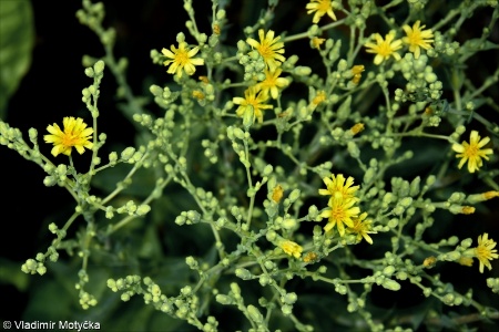 Lactuca sativa &ndash; locika setá (salát)