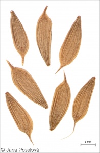 Lactuca serriola – locika kompasová