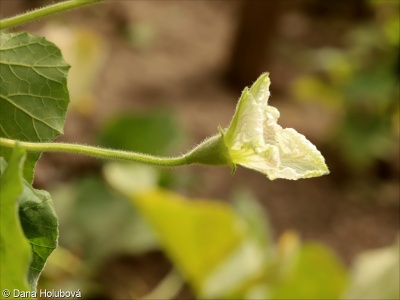 Lagenaria siceraria