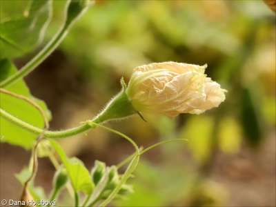 Lagenaria siceraria