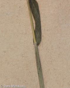 Lagurus ovatus – zaječí ocásek vejčitý