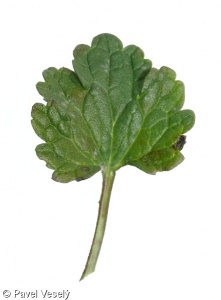 Lamium amplexicaule – hluchavka objímavá