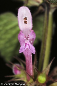 Lamium purpureum – hluchavka nachová