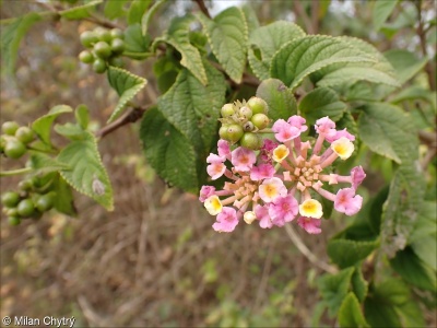 Lantana camara