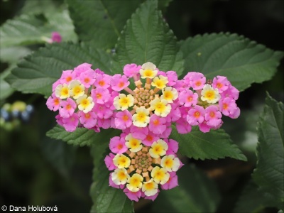 Lantana camara