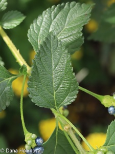 Lantana camara