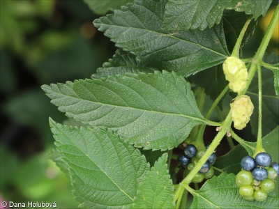 Lantana camara