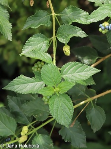 Lantana camara