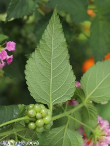 Lantana camara