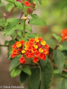 Lantana camara