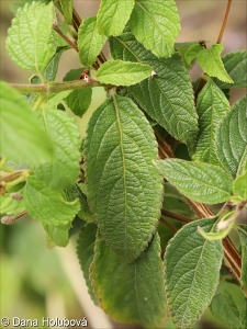 Lantana camara