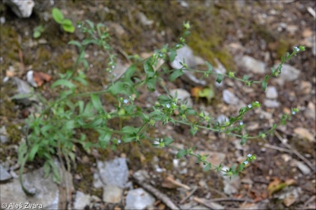Lappula heteracantha subsp. heterocarpa