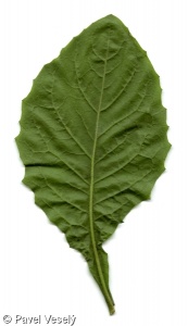 Lapsana communis subsp. communis – kapustka obecná pravá