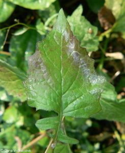 Lapsana communis subsp. communis – kapustka obecná pravá