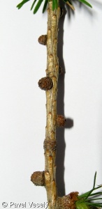 Larix decidua subsp. decidua – modřín opadavý pravý