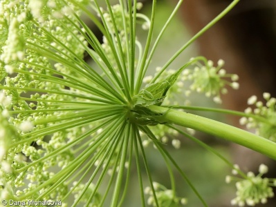 Laserpitium latifolium – hladýš širolistý